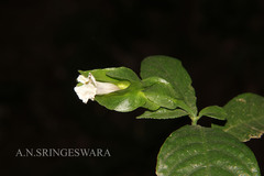 Strobilanthes decurrens